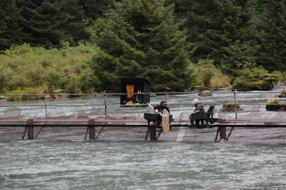 Chilkoot River salmon weir at Haines, Alaska. 