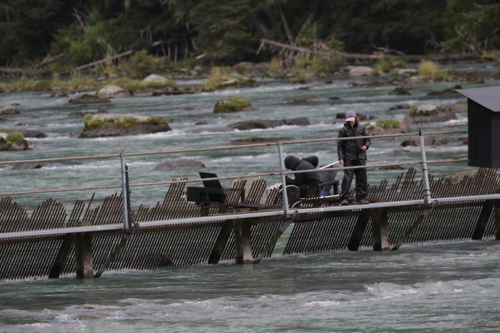 Chilkoot River salmon weir at Haines, Alaska. 