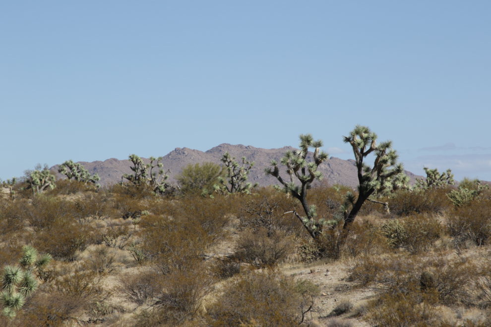 Joshua trees, a.k.a. Yucca palms (Yucca brevifolia), along Arizona Highway 93.