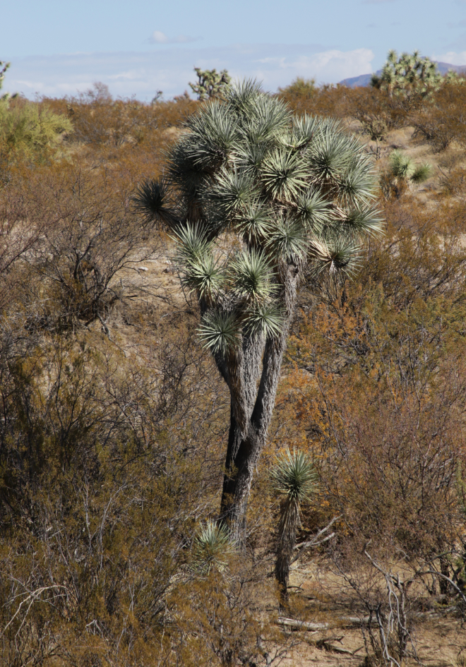 A Joshua tree, a.k.a. Yucca palm (Yucca brevifolia), along Arizona Highway 93.