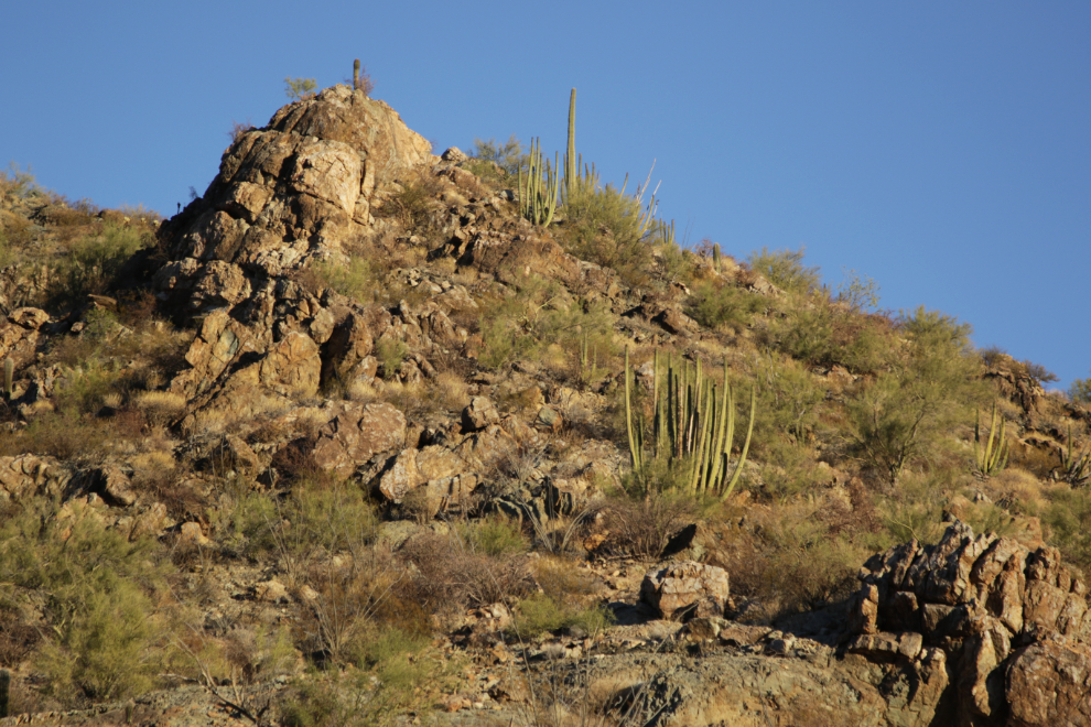 Along the scenic loop road at Ajo, Arizona.