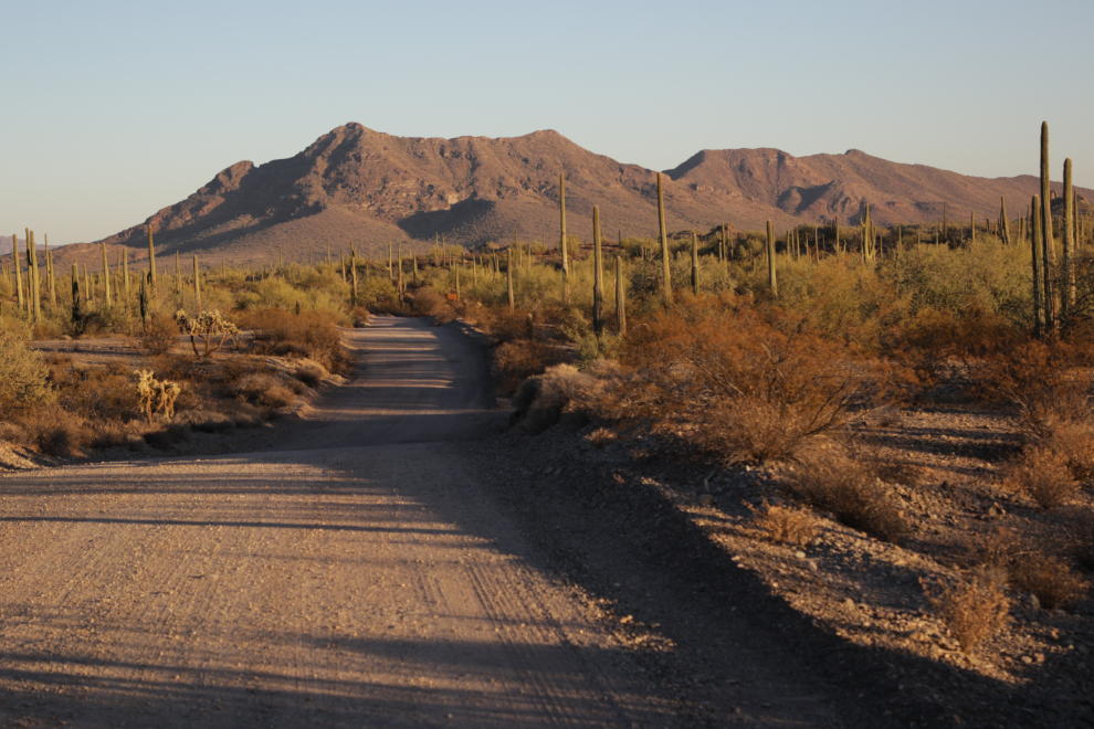 Along the scenic loop drive at Ajo, Arizona.