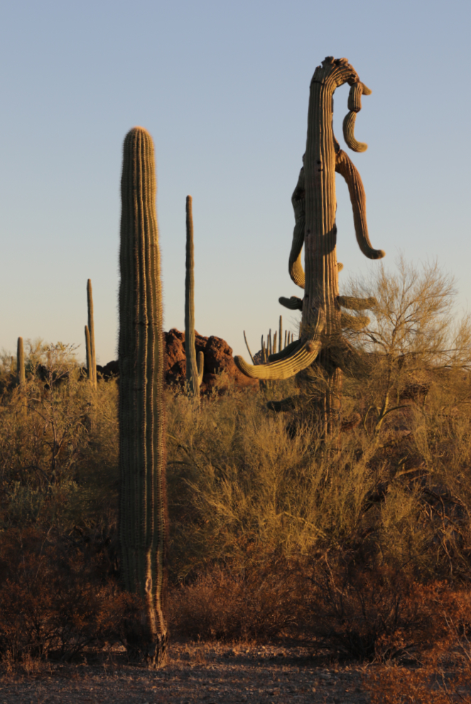 A bizarre saguaro cactus along the scenic loop road at Ajo, Arizona.