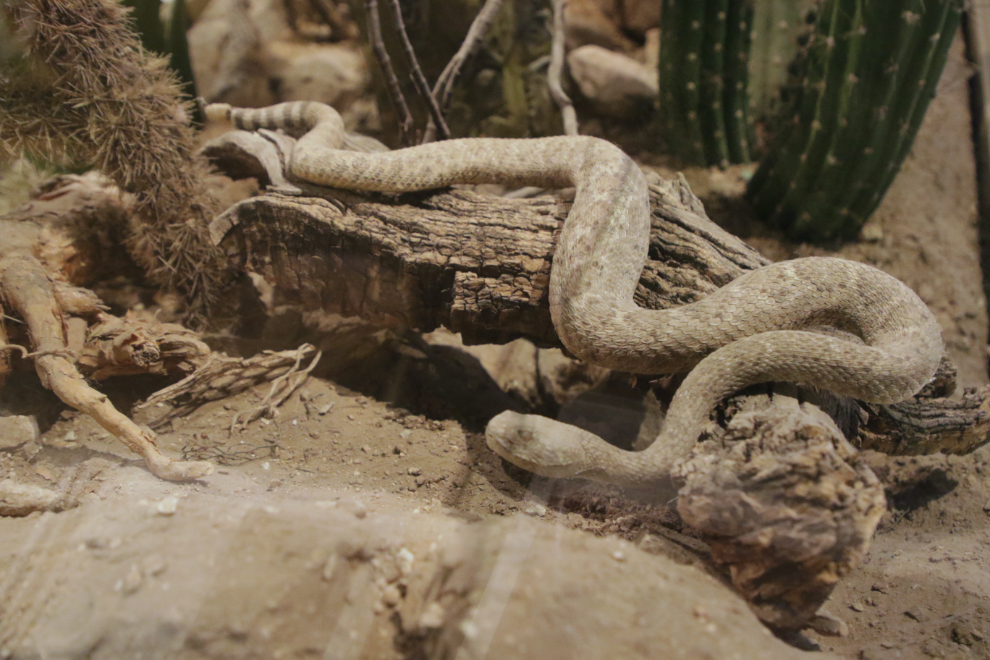 Arizona rattlesnake!