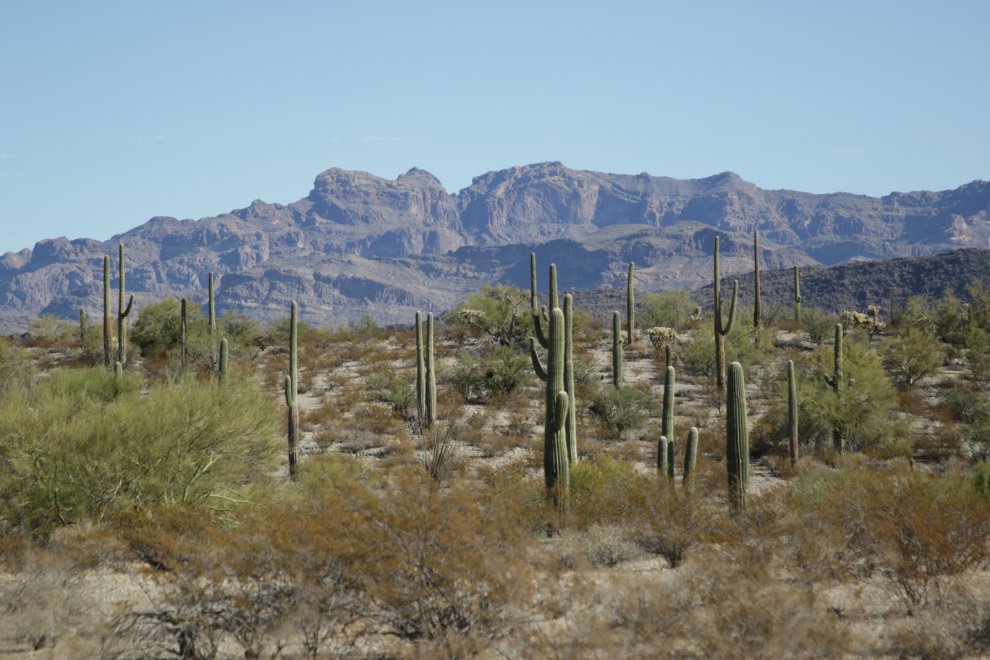 Ajo Mountain Drive loop, Organ Pipe Cactus National Monument, Arizona.