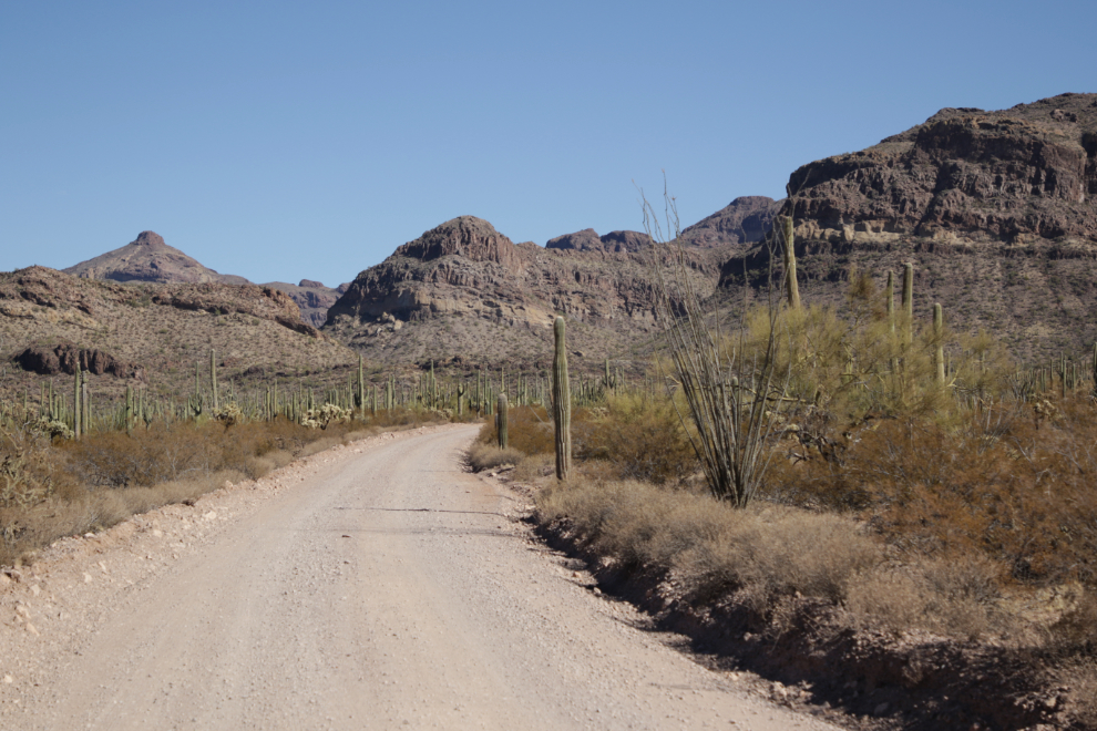 Ajo Mountain Drive loop, Organ Pipe Cactus National Monument, Arizona.