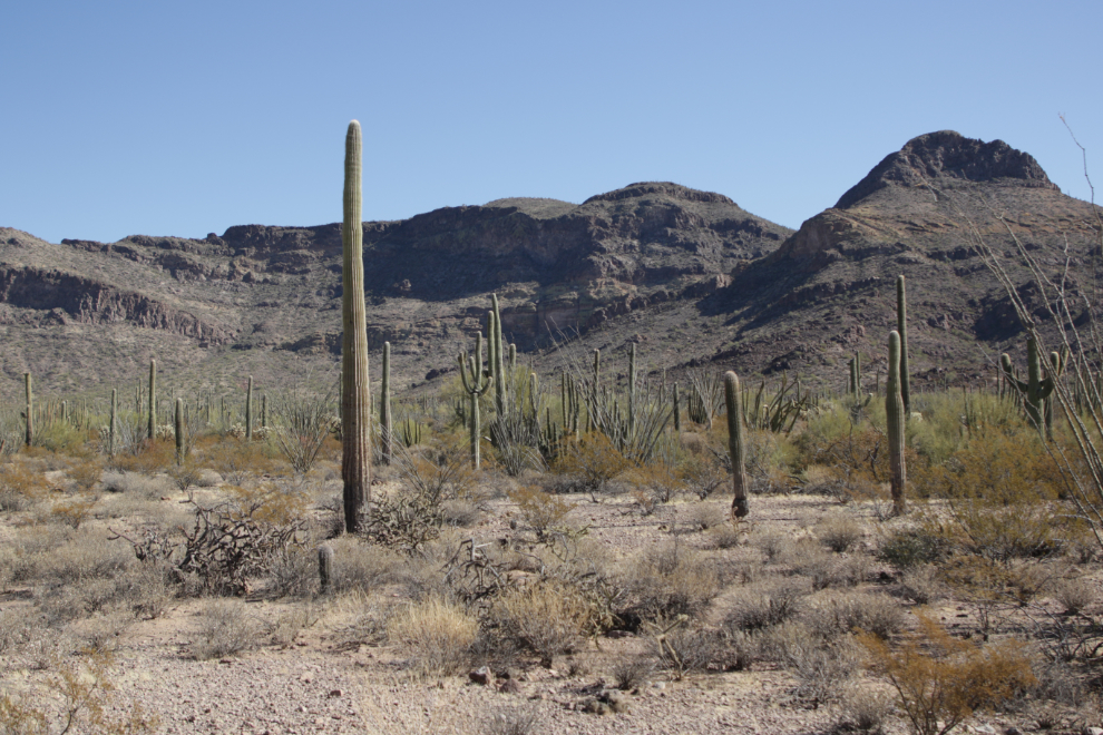 Ajo Mountain Drive loop, Organ Pipe Cactus National Monument, Arizona.