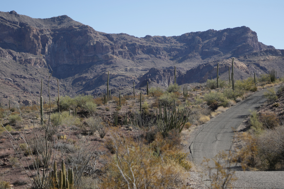 Ajo Mountain Drive loop, Organ Pipe Cactus National Monument, Arizona.