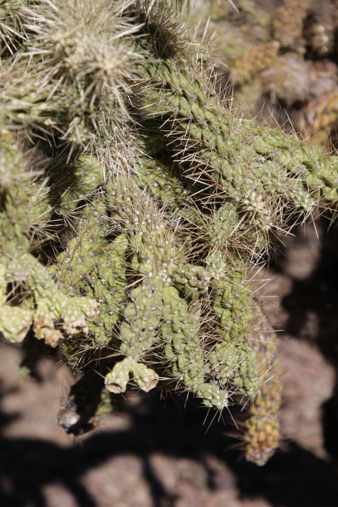 Jumping cholla along the Arch Canyon trail, Organ Pipe Cactus National Monument, Arizona.