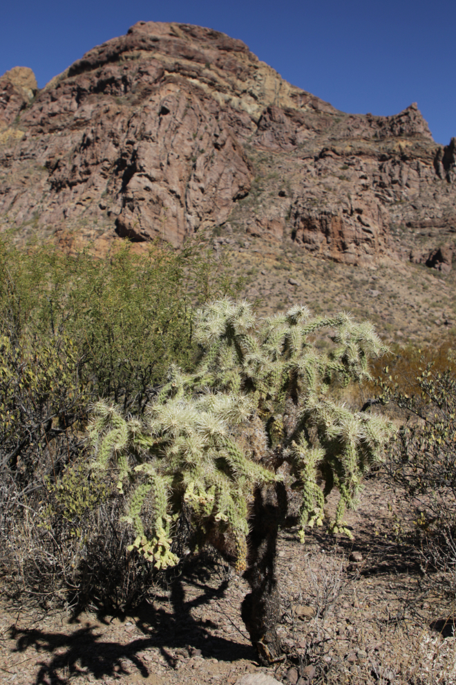 Jumping cholla along the Arch Canyon trail, Organ Pipe Cactus National Monument, Arizona.