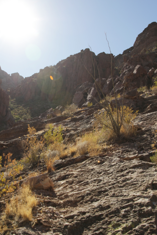 Arch Canyon trail, Organ Pipe Cactus National Monument, Arizona.