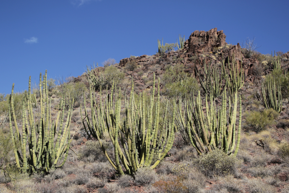 Ajo Mountain Drive loop, Organ Pipe Cactus National Monument, Arizona.