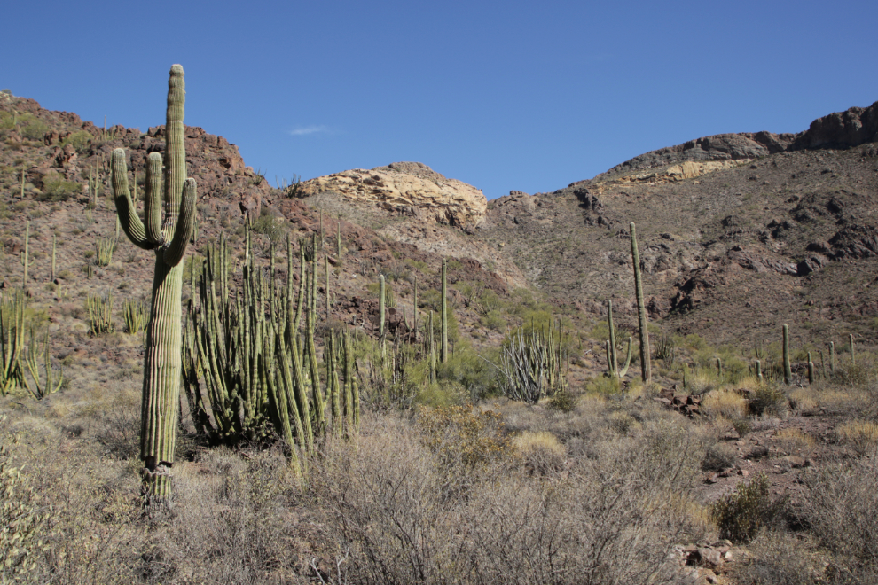 Ajo Mountain Drive loop, Organ Pipe Cactus National Monument, Arizona.