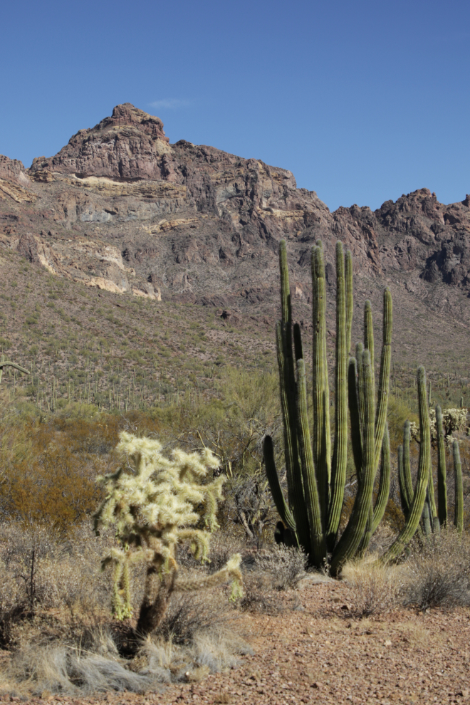 Ajo Mountain Drive loop, Organ Pipe Cactus National Monument, Arizona.