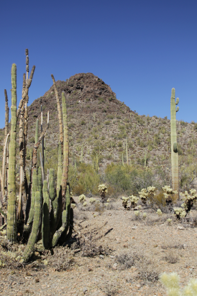 Ajo Mountain Drive loop, Organ Pipe Cactus National Monument, Arizona.