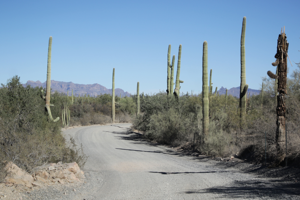 Puerto Blanco Road near the Mexican border.