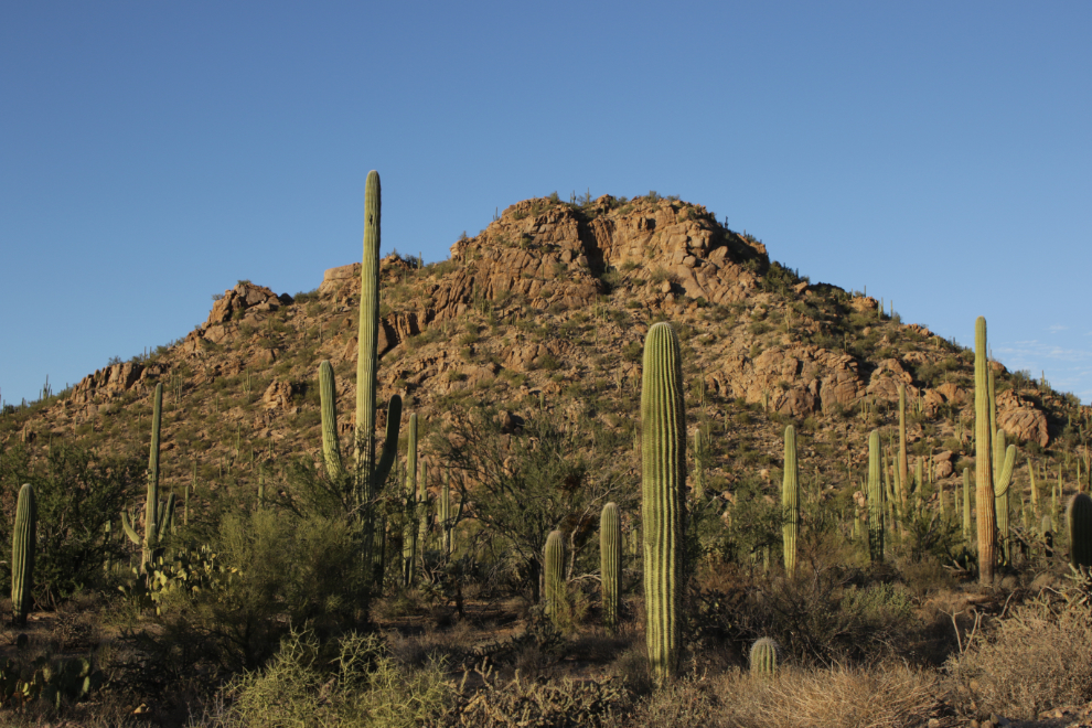 Saguaro National Park, Arizona.