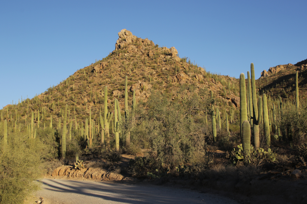 Saguaro National Park, Arizona.