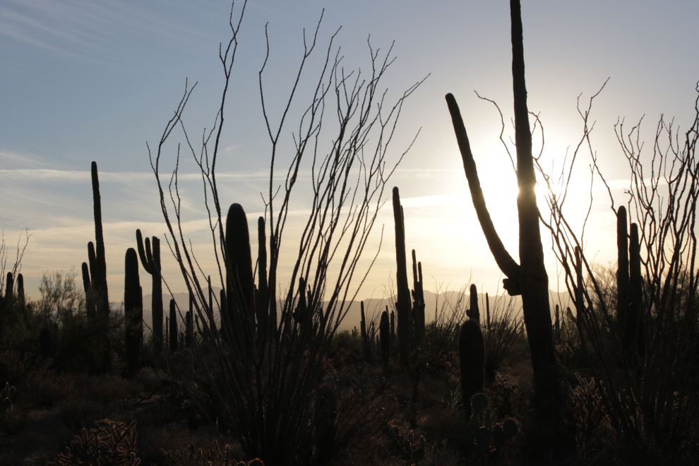 Saguaro National Park, Arizona.