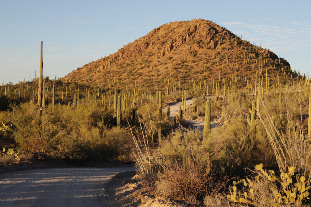 Saguaro National Park, Arizona.