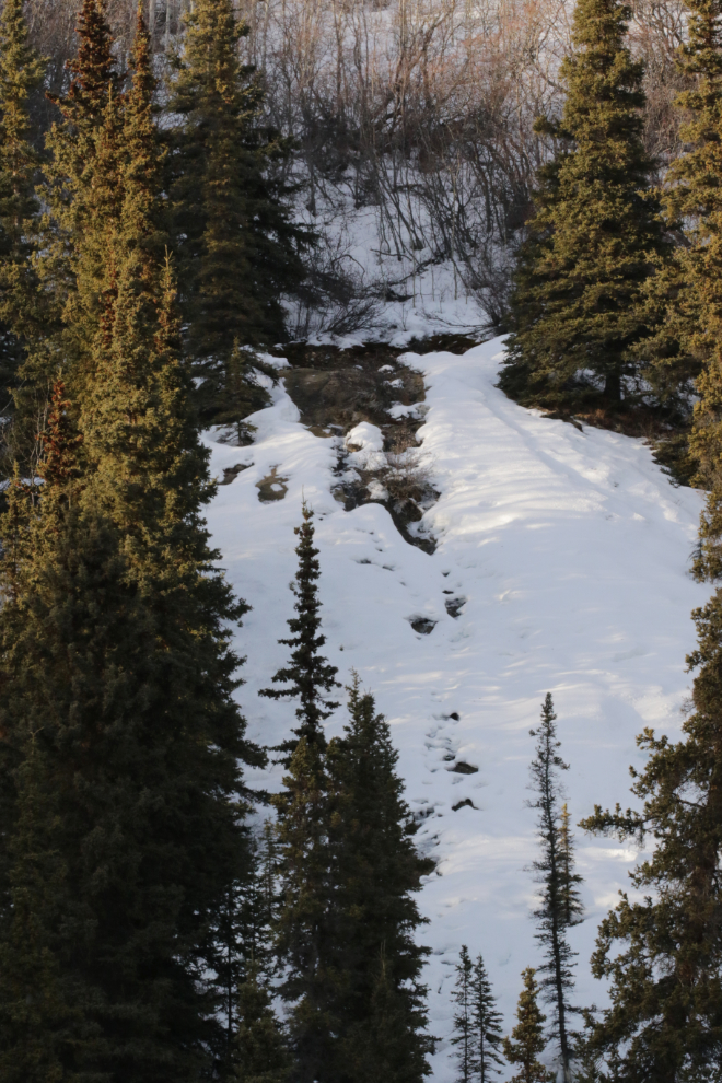 A year-round spring along the South Klondike Highway, in January.