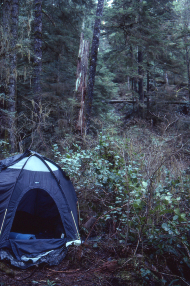 My tent in the thick forest in BC's upper Carmanah Valley, 1990.