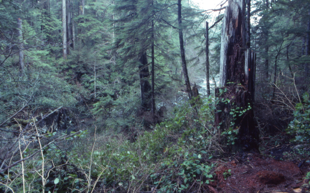 Thick forest in BC's upper Carmanah Valley, 1990.