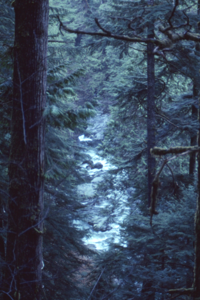 Upper Carmanah Creek.