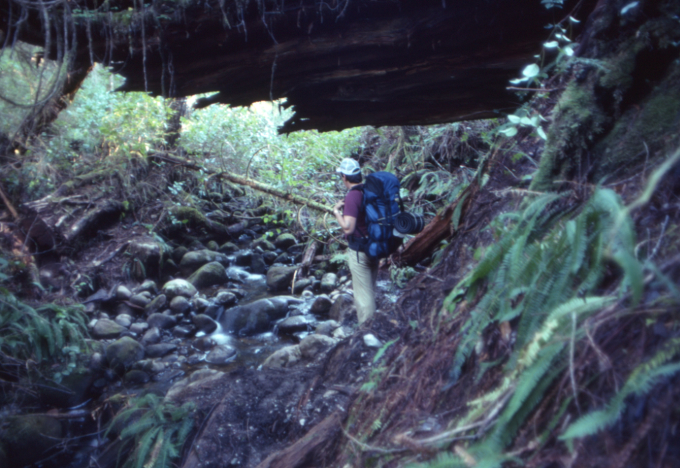 A hiker on the rudimentary trail through the Carmanah Valley.