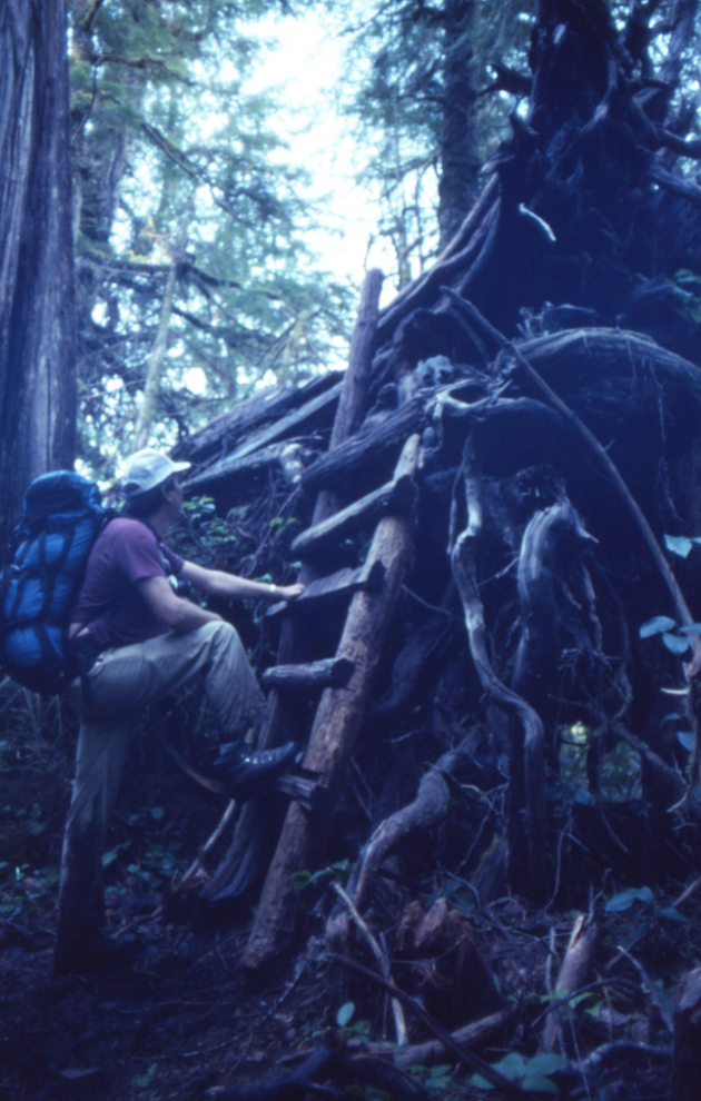 Fallen trees became the trail in a few places in the Carmanah Valley - in this case a ladder got us up onto a substantial distance of easy walking.