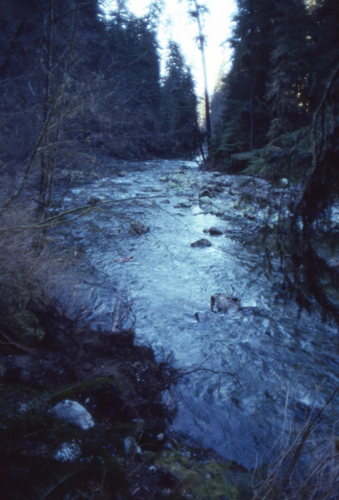 The Carmanah Giant, along Carmanah Creek.
