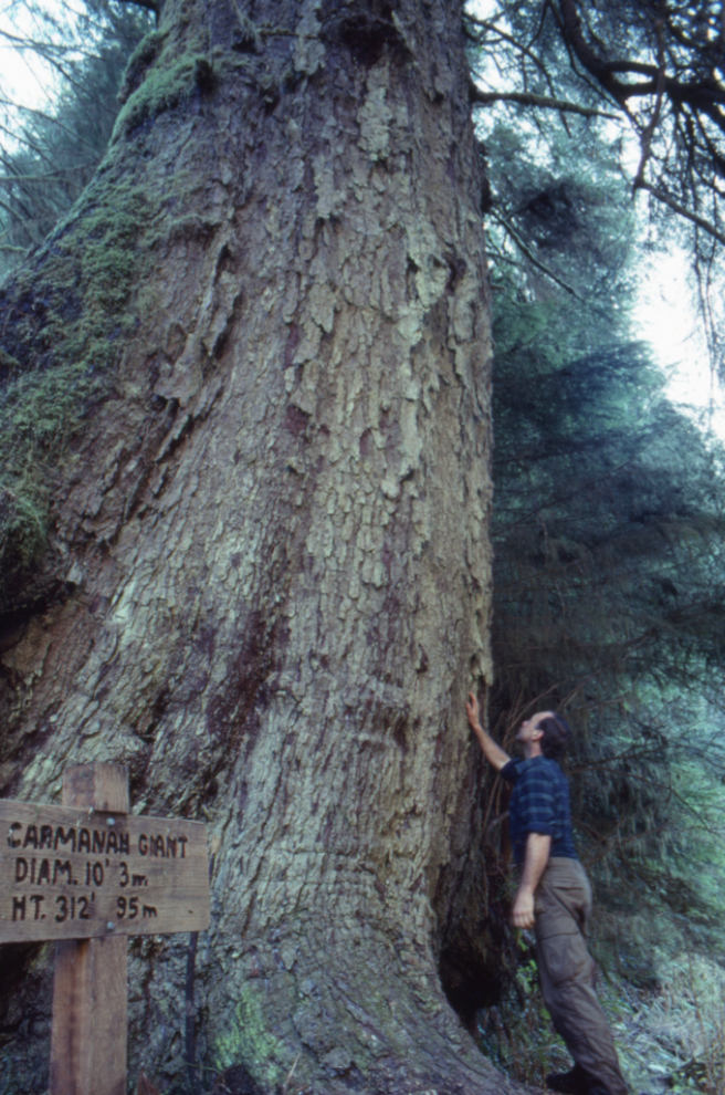 The Carmanah Giant, a Sitka spruce estimated to be around 400 years old, is now recognized as the tallest tree in Canada. Photo shot in 1990.