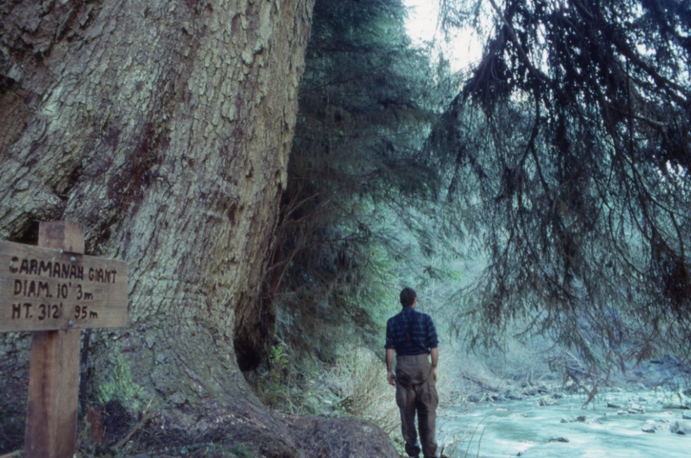 The Carmanah Giant, tallest tree in Canada.