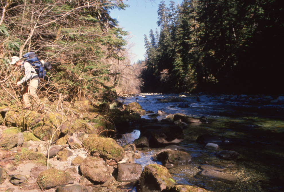 Crashing through the brush near the mouth of Carmanah Creek.