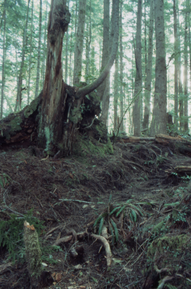 The Carmanah Valley trail, 1990.