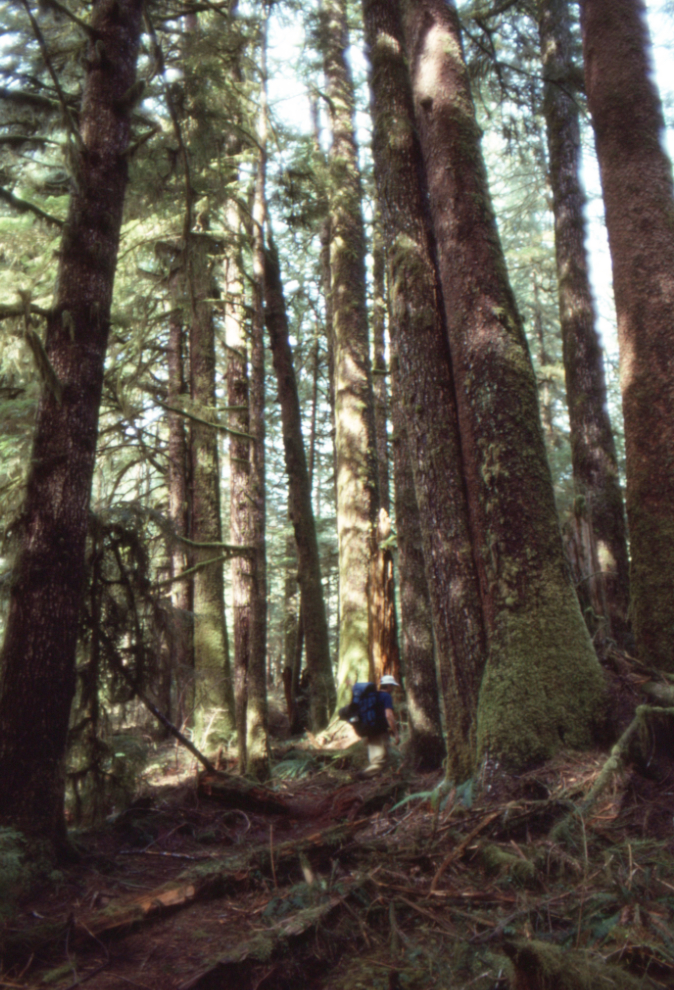 The upper Carmanah Valley trail, 1990.