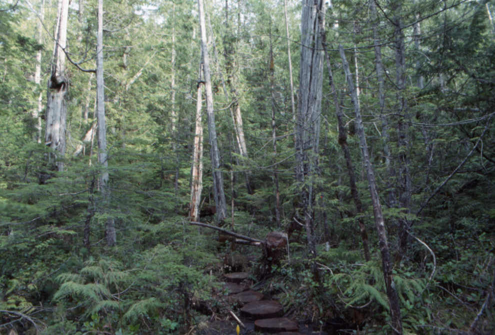 Cuts from logs about 18 inches id diameter were laid to cross a swamp near the Carmanah Valley trailhead, 1990.