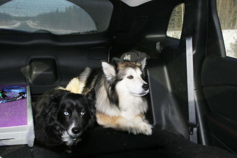 My dogs Tucker and Bella inn the back of the Jeep.