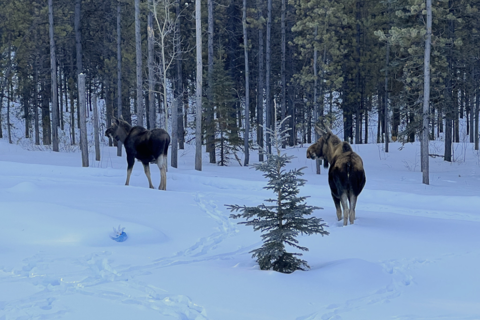 Two moose in a neighbour's yard.