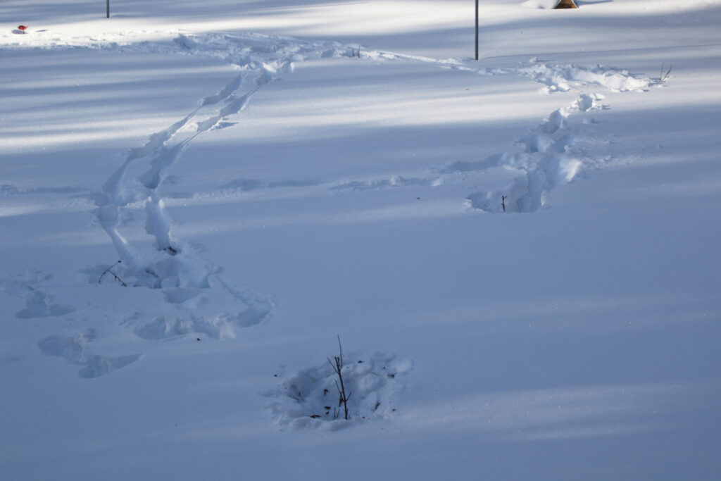 Moose tracks in my bee garden.