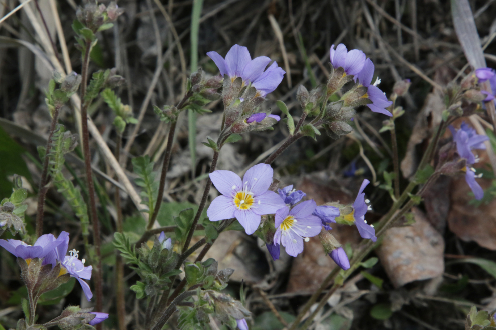 Jacob's ladder (Polemonium reptans) at Tagish, Yukon.