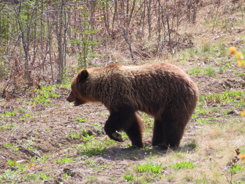 A young grizzly bear beside the Tagish Road in the Yukon.