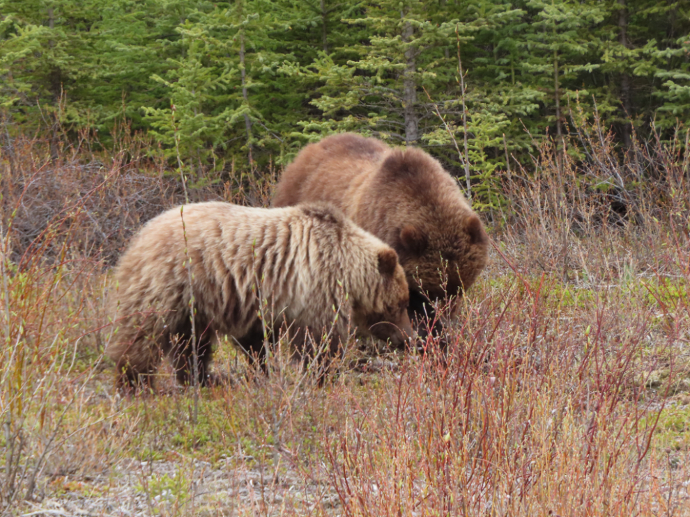 Grizzly bears along the Alaska Highway west of Whitehorse, Yukon.