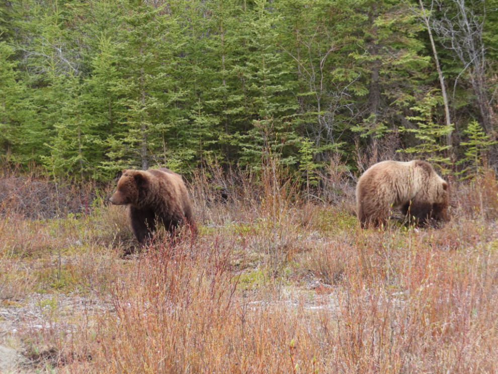 Grizzly bears along the Alaska Highway west of Whitehorse, Yukon.