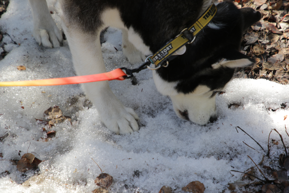 Husky eating snow along the Stony Creek Trail, Yukon.