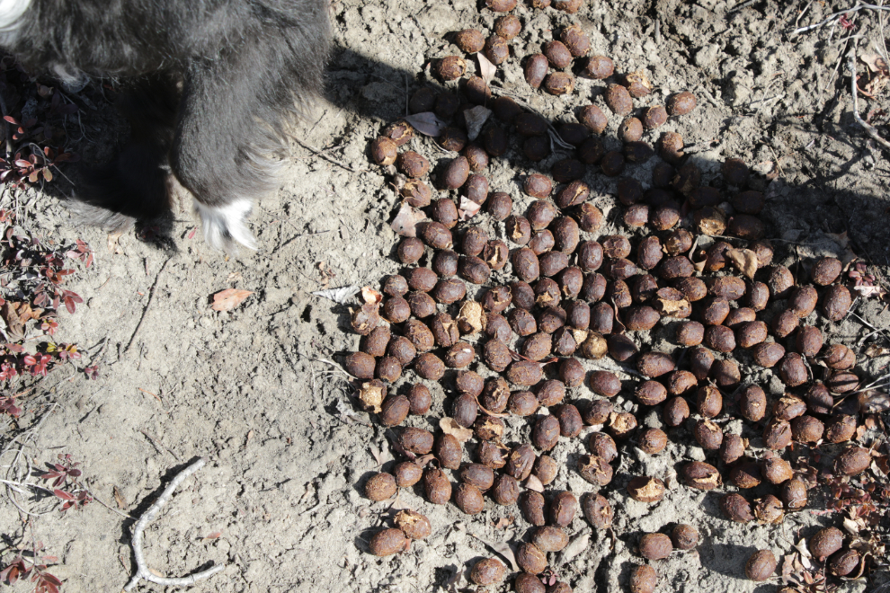 Moose droppings on the Stony Creek Trail, Yukon.