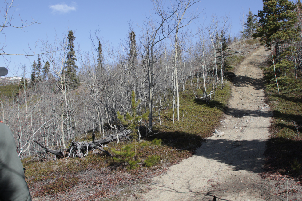 Steep hill on the Stony Creek Trail, Yukon.