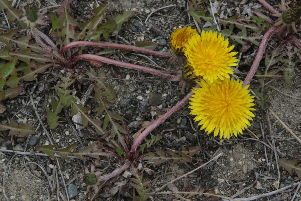 Dandelions along the Alaska Highway west of Whitehorse.