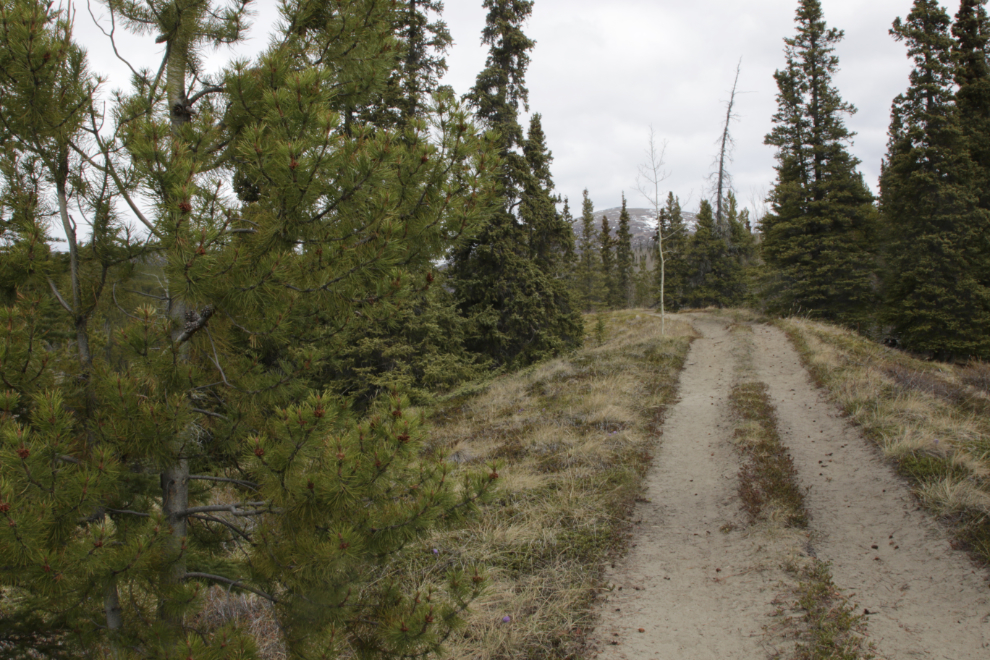Stony Creek Trail, Yukon.