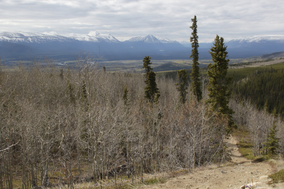 Steep hill on the Stony Creek Trail, Yukon.